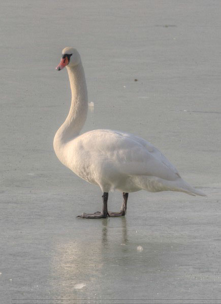 %_tempFileNamephoto_of_the_week_katalin_szeili%