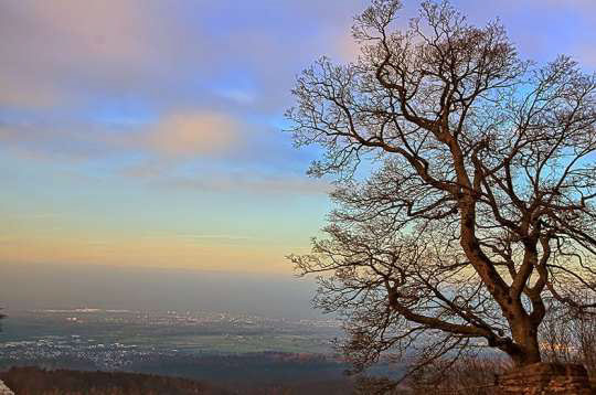 %_tempFileNamephoto_of_the_week_lilly_rausch%